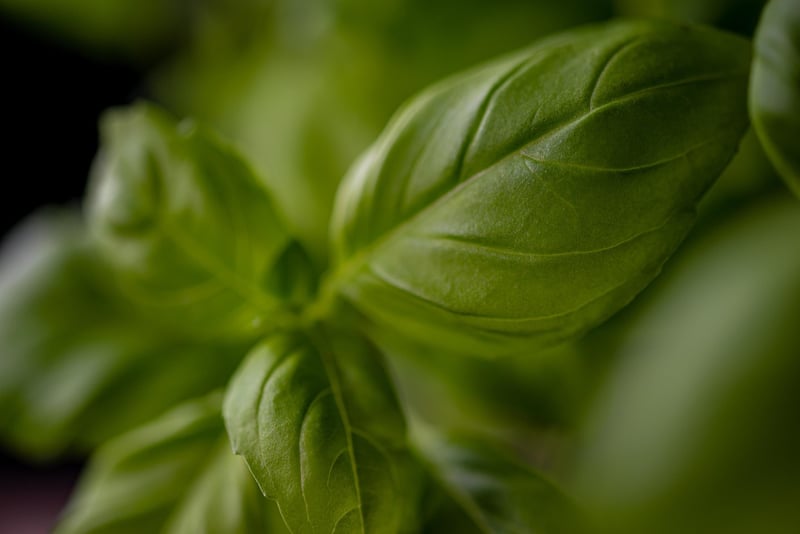 Basil Herb